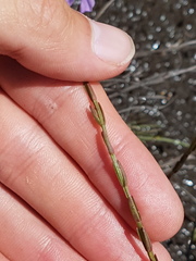 Noterophila bivalvis