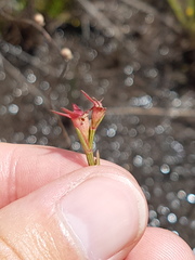 Noterophila bivalvis