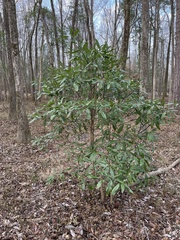 Photinia serratifolia