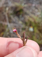 Noterophila bivalvis