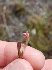 Noterophila bivalvis