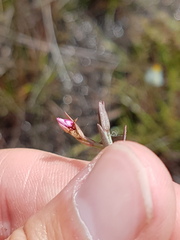 Noterophila bivalvis
