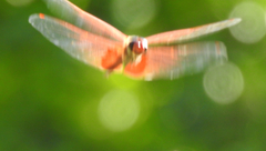 Tramea stenoloba