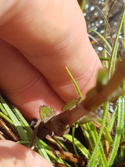 Noterophila bivalvis