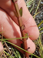 Noterophila bivalvis