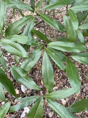 Photinia serratifolia