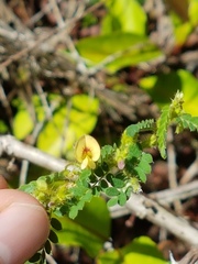 Aeschynomene histrix