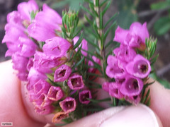 Erica abietina constantiana