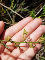 Aeschynomene histrix