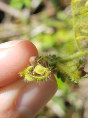 Aeschynomene histrix