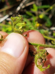 Aeschynomene histrix