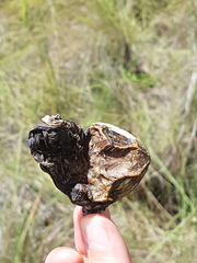 Chelonoidis carbonarius