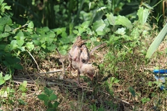 Gallus gallus domesticus