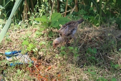 Gallus gallus domesticus