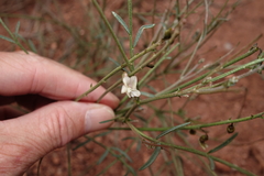 Astragalus convallarius