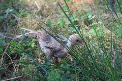 Gallus gallus domesticus