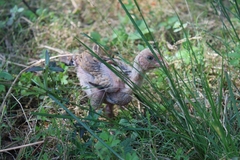 Gallus gallus domesticus