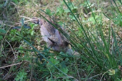 Gallus gallus domesticus