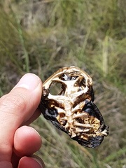 Chelonoidis carbonarius