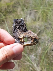 Chelonoidis carbonarius