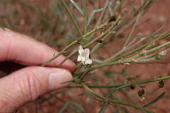 Astragalus convallarius