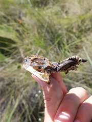 Chelonoidis carbonarius