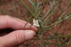 Astragalus convallarius