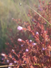 Appendicularia thymifolia