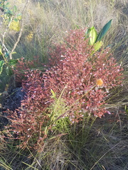 Appendicularia thymifolia