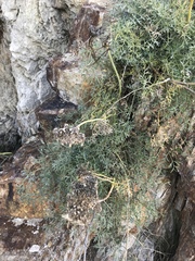Phlojodicarpus sibiricus