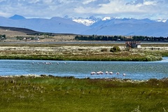 Phoenicopterus chilensis