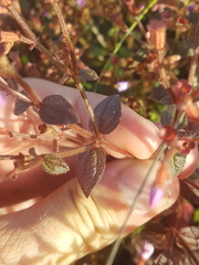 Appendicularia thymifolia