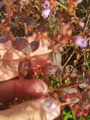 Appendicularia thymifolia