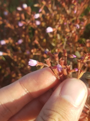 Appendicularia thymifolia