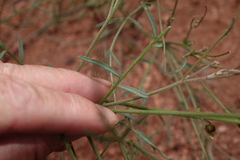 Astragalus convallarius