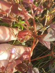 Appendicularia thymifolia