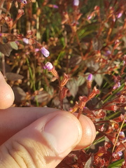 Appendicularia thymifolia