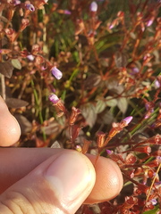 Appendicularia thymifolia