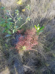 Appendicularia thymifolia