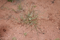 Astragalus convallarius