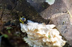 Aegithus quadrinotatus