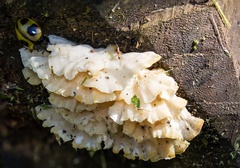 Aegithus quadrinotatus