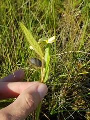 Eriosema simplicifolium