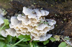 Aegithus quadrinotatus