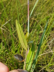 Eriosema simplicifolium