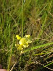 Eriosema simplicifolium