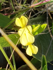 Eriosema simplicifolium
