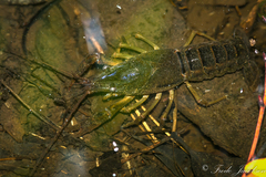 Procambarus