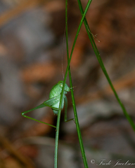 Amblycorypha