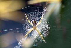 Argiope argentata